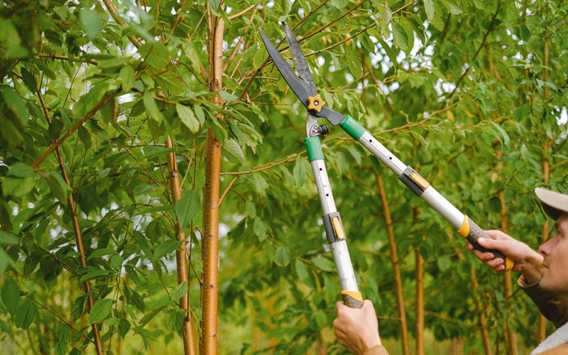 Tree trimming in Pea Ridge, AR